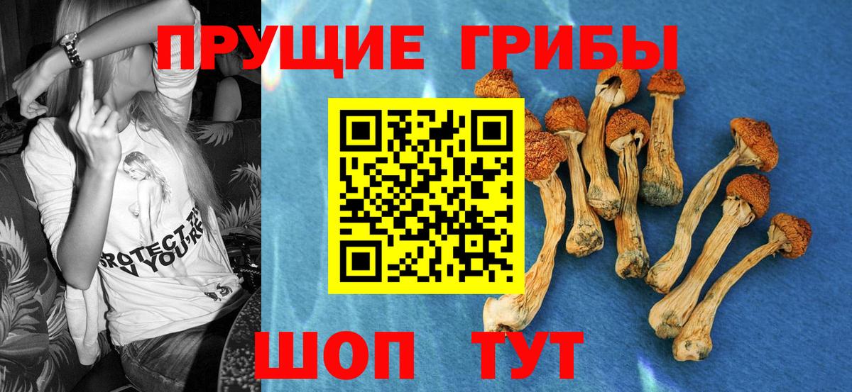 Сланцы  Галлюциногенные грибы прущие грибы  Вход с VPN 
